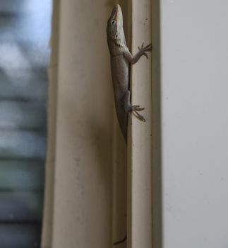 Brown American anole on a window sill