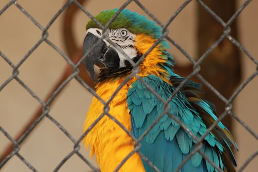 Profile of a blue and gold macaw