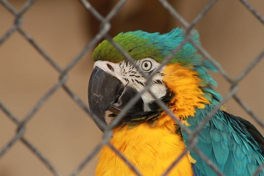 Profile of a blue and gold macaw