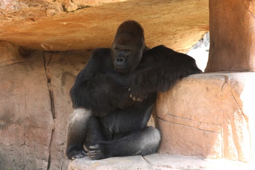Gorilla sitting
