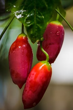 red ivy gourd vegetables in nature