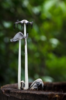 Macro photography of dead  mushrooms  on dead tree