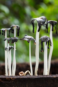 Macro photography of dead  mushrooms  on dead tree