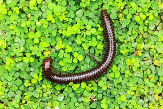 millipede  on a green field in nature