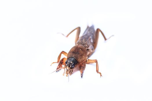 Mole cricket isolated on white background (Gryllotalpidae)