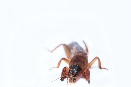 Mole cricket isolated on white background (Gryllotalpidae)