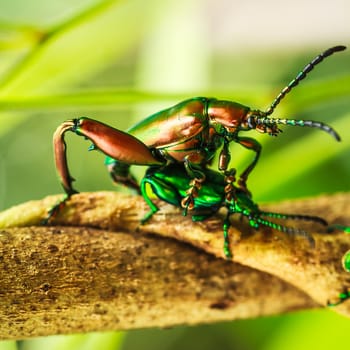 Macro shooting Insect mating. Blister beetle Meloe.