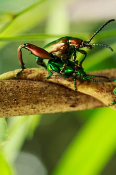 Macro shooting Insect mating. Blister beetle Meloe.