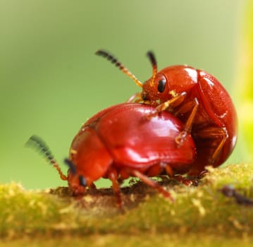 Orange beetle species  in  nature or in garden