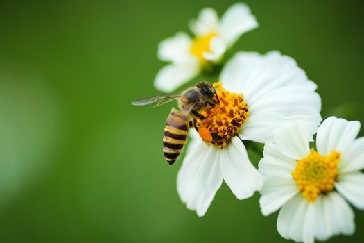 Honey bee  on flower blossom   in the garden