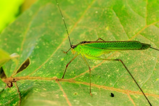 Male and female grasshopper mating on the leaf