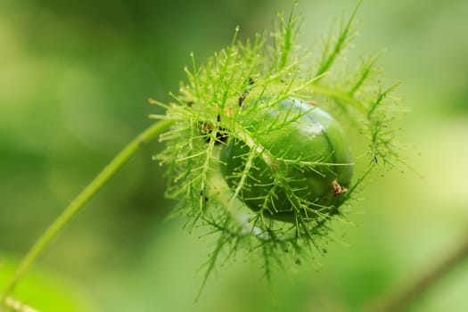 Encapsulated green fruit with leaf  in forest