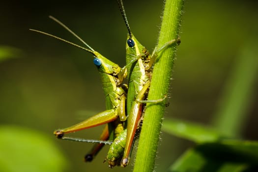 Male and female grasshopper mating on the leaf