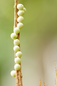 bug egg in green nature or in garden