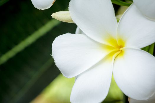 Beautiful white flower in thailand, Lan-Thom or Plumeria  flower