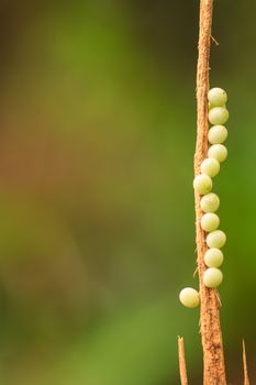 bug egg in green nature or in garden