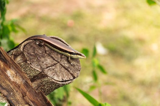 Lizard on the tree in  nature