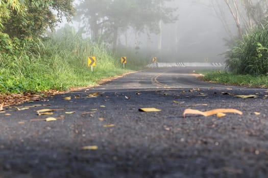 narrow path between trees in misty day