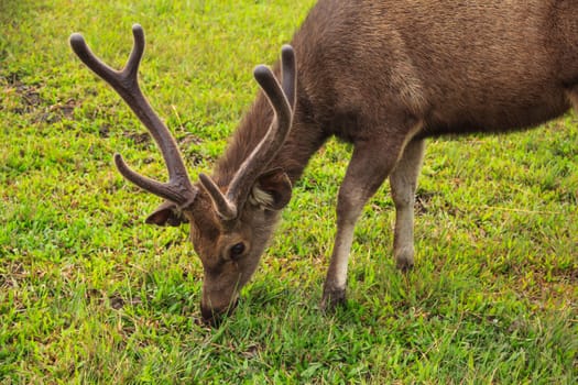 portrait of deer on Phu kradung nation park  in Loei province ,Thailand