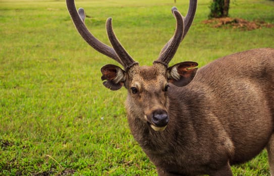 portrait of deer on Phu kradung nation park  in Loei province ,Thailand