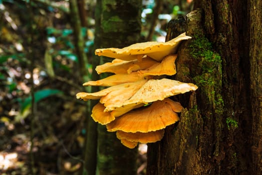 young  mushroom on the tree in forest