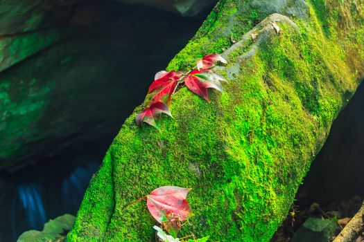 Fallen  Maple Tree Leaves on stone and moss in Phu kradung nation park,Thailand