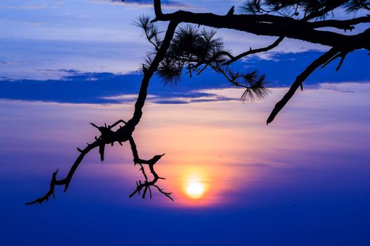 sunrise main attraction of the beautiful of Phu Kradung nation park in Loei province,Thailand