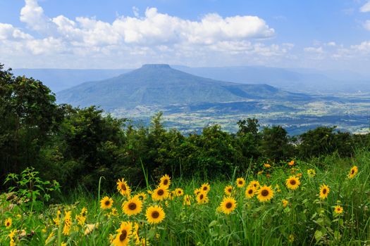 View of a beautiful summer landscape in Loei,Thailand