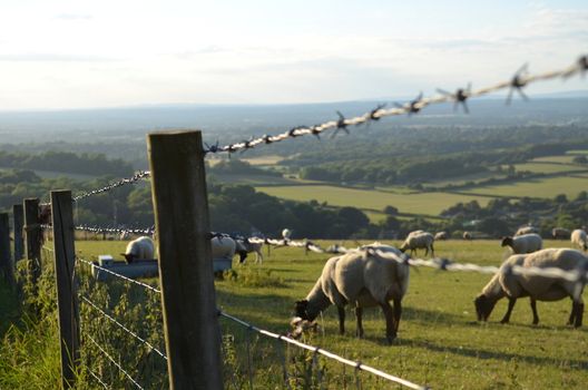 Sheep on the South Downs grazing on a farmers field penned in by a barbed wire fence with a view of the County of Sussex in the foreground.