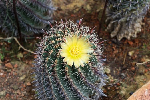 Yellow cactus flower  bloom with background blur.