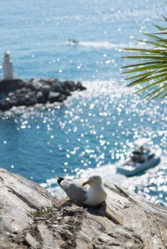 a seagull resting