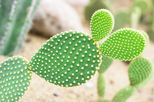 opuntia cactus