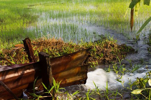 Pumping water into rice fields. Paddy Field in thailand