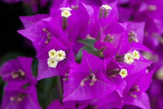 a bougainvillea always revives an environment