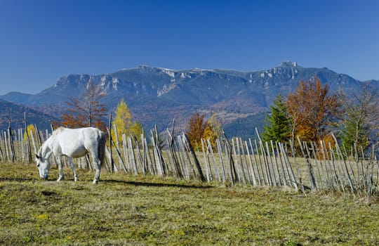 white horse in autumn mountain landscape