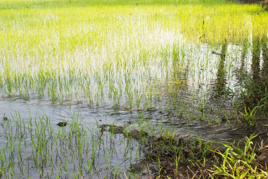 Water into rice fields. Paddy Field in thailand