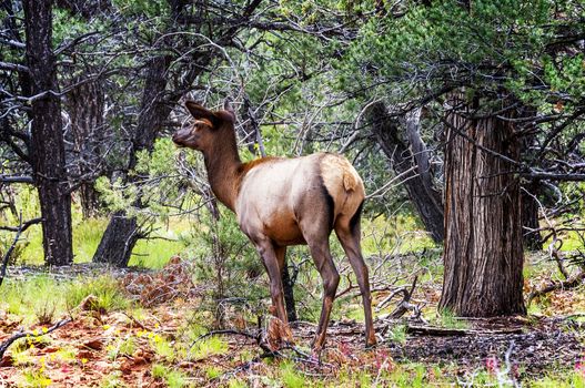 deer in west american in autumn