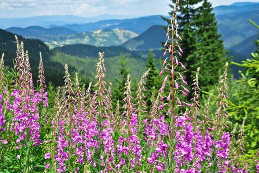 great mountain view with flowers in foreground