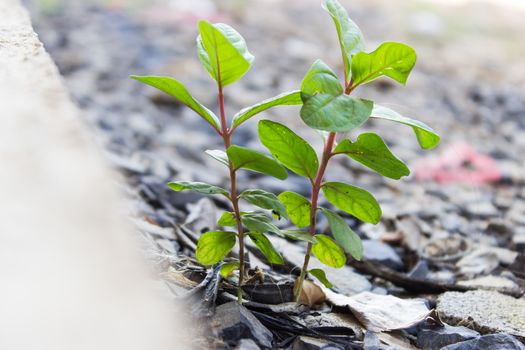 New life Guava seedling.