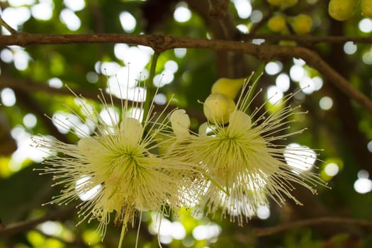 Red rose apple blossom / Bell fruit  blossom