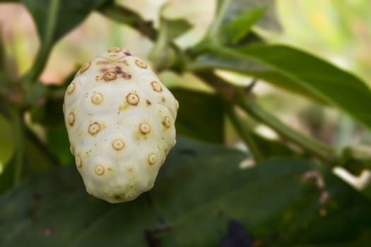 Morinda citrifolia or noni fruit of Thailand  used frequently in health drinks