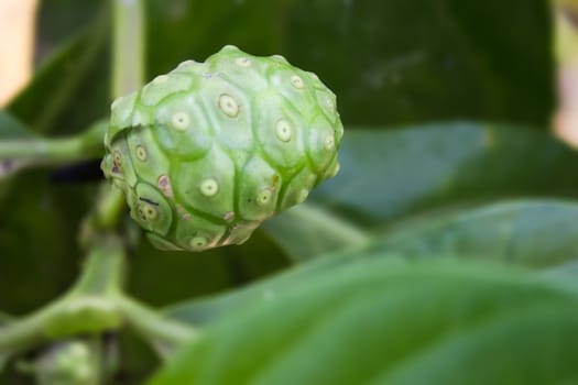 Morinda citrifolia or noni fruit of Thailand  used frequently in health drinks