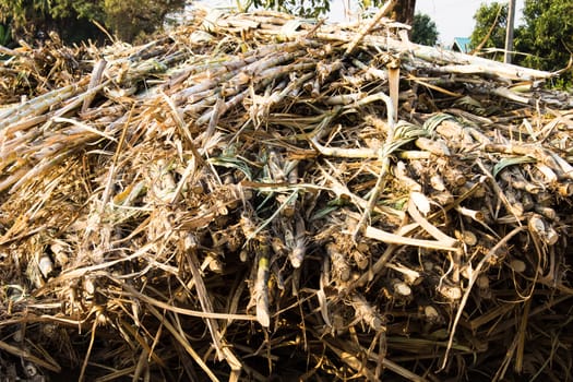 The sugar cane before planting. In  Thailand