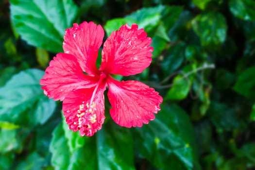 Red Hibiscus Flower on tree  / Thailand