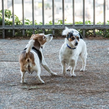 these two dogs are encountering for the first time