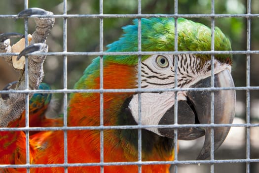 Colorful parrot in captivity, zoo in the Caribbean