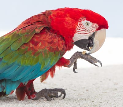 Colorful parrot in captivity, zoo in the Caribbean