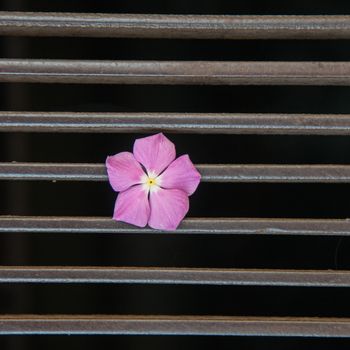 pink flower fell out of a manhole