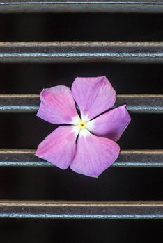 pink flower fell out of a manhole