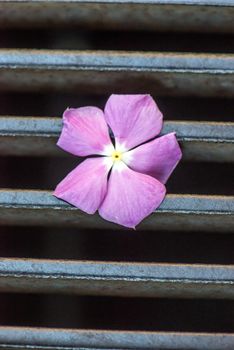 pink flower fell out of a manhole